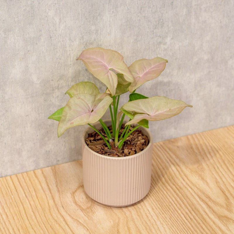 粉红佳人合果芋 莫兰迪色系直纹陶盆 室内植物 观叶植物 礼物 盆 - 植栽/盆栽 - 植物．花 粉红色
