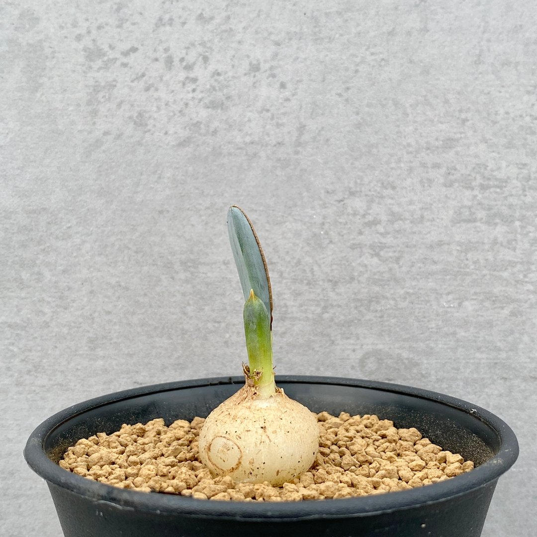 蛞蝓弹簧草 | 风信子科 | 多肉 球根 | Albuca dilucula - 植栽/盆栽 - 植物．花 