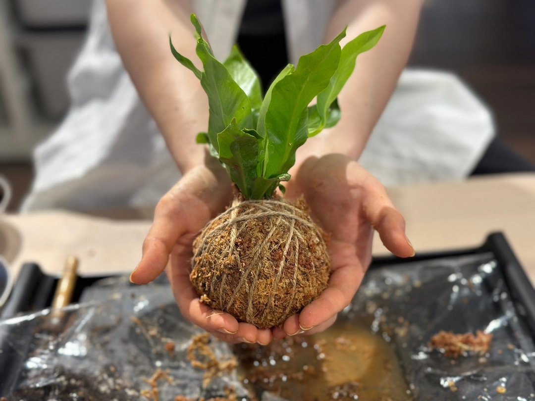 【体验】水苔球DIY - 植栽 - 植物．花 