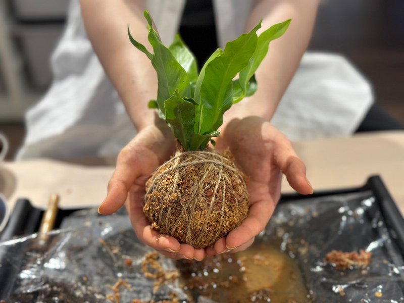 【体验】水苔球DIY - 植栽 - 植物．花 