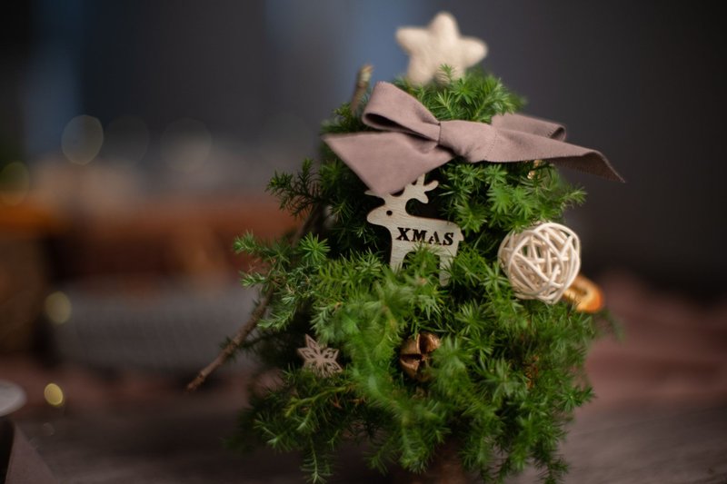 圣诞小树 | 雪松圣诞小树DIY材料包 - 摆饰 - 植物．花 绿色