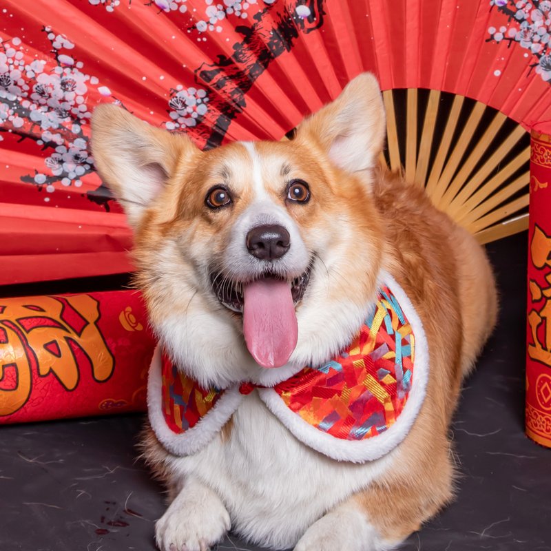 【Momoji】 宠物节日围兜 (新年) - Lord (01-炮仗红) - 衣/帽 - 绣线 红色