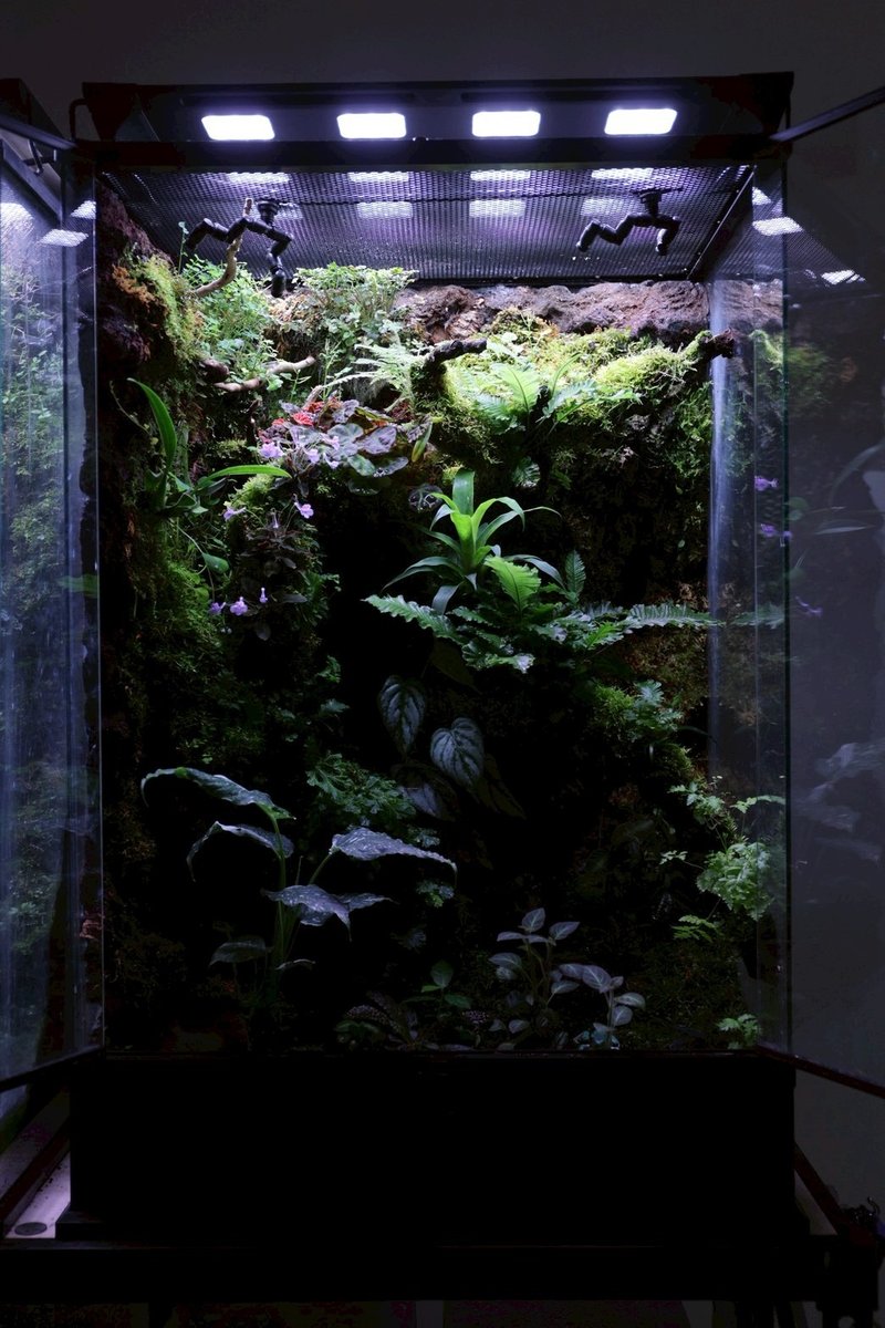 把一座森林带回家-大型标规双开门陆地树栖型雨林缸 - 植栽/盆栽 - 植物．花 绿色