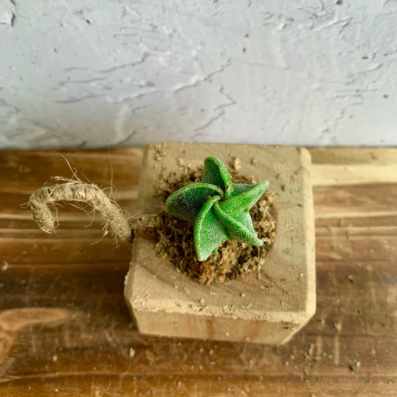 手工木作设计 盆栽摆饰 多肉植物 鸾凤玉 - 植栽/盆栽 - 木头 