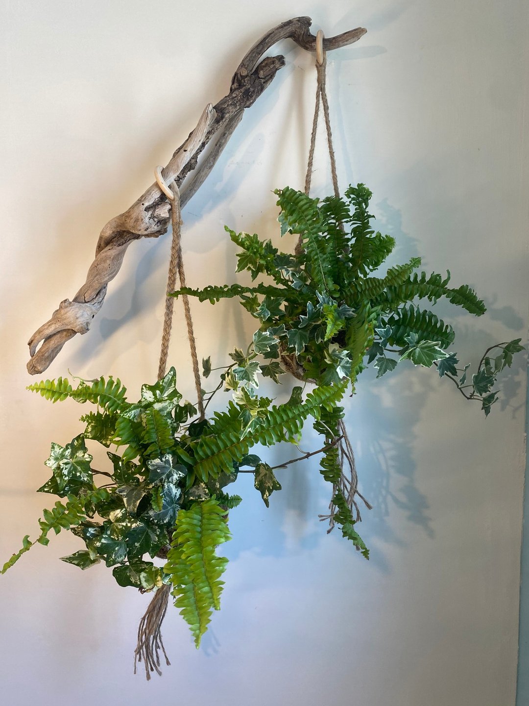 【苔球编织麻绳】不含植物/ 室内植物 - 植栽/盆栽 - 棉 