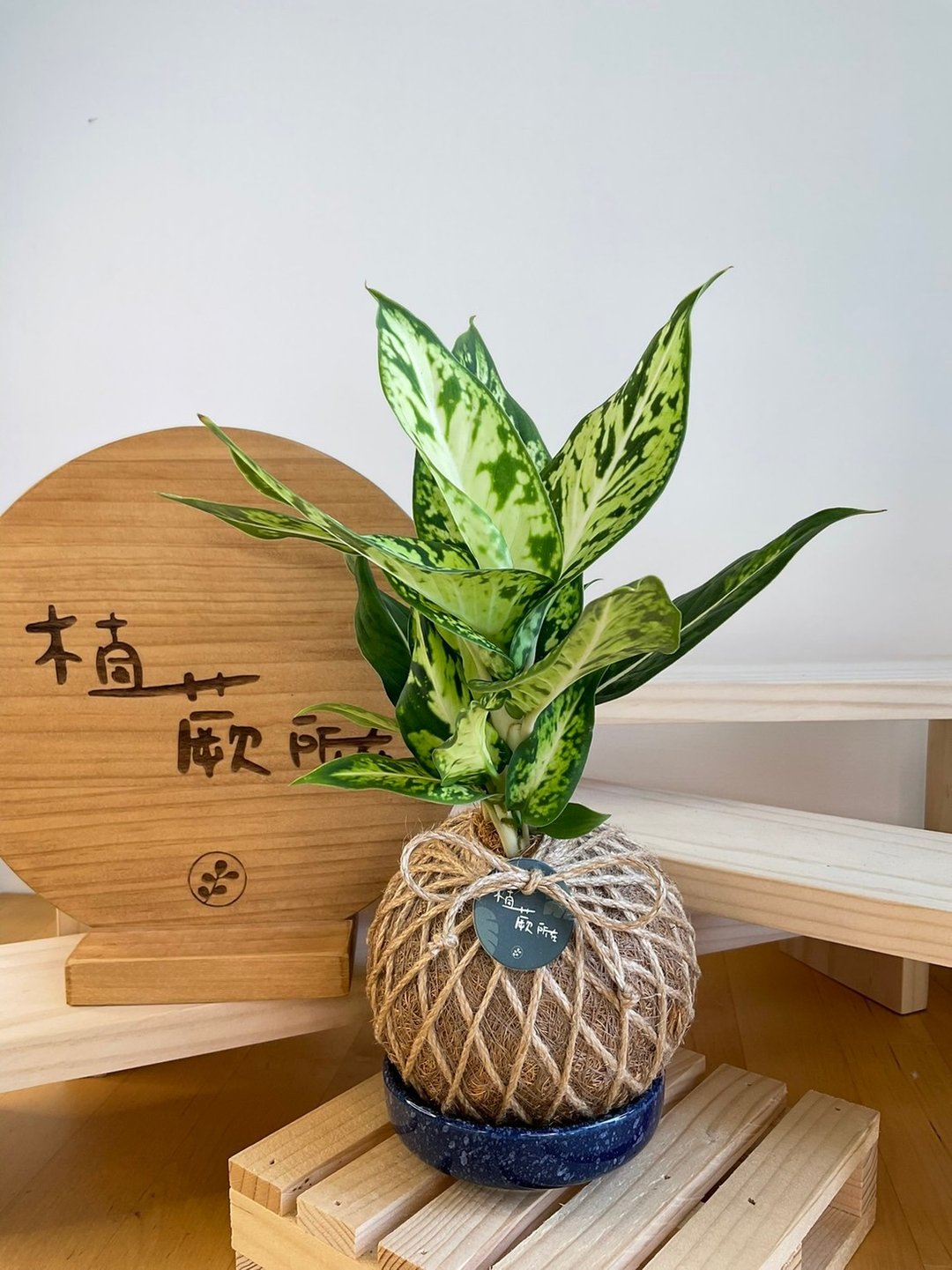 星光灿烂黛粉叶 水苔球 室内植物 观赏植物 开店送礼 新手植物 - 植栽/盆栽 - 植物．花 