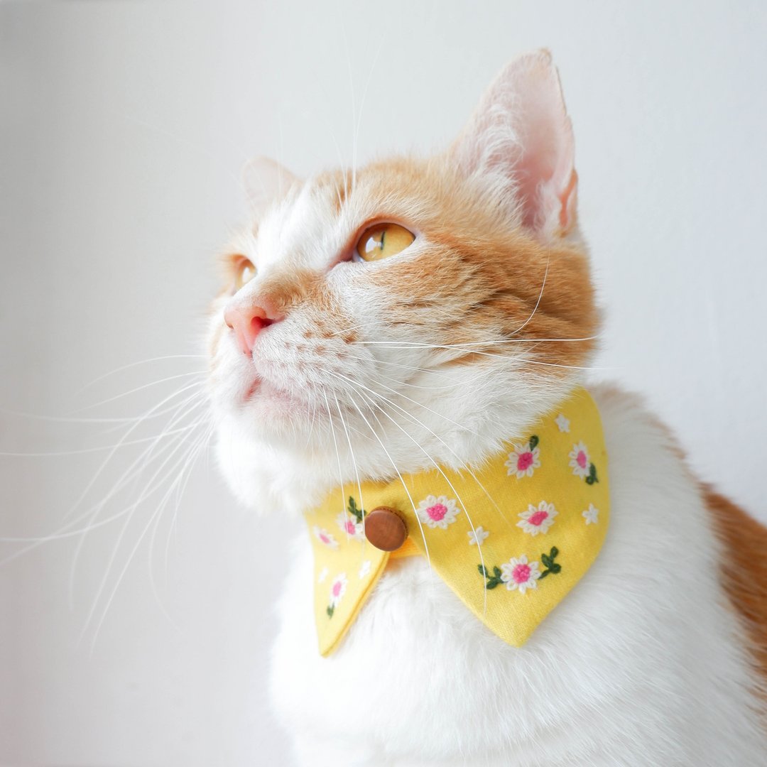 Daisies collar set,Removable- Hand Daisies Embroidery collar for cat - Yellow - 项圈/牵绳 - 棉 黄色