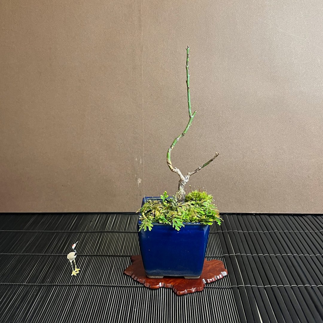 日本世界の图梅∣小品梅花香氛盆栽 具花芽 - 植栽/盆栽 - 陶 