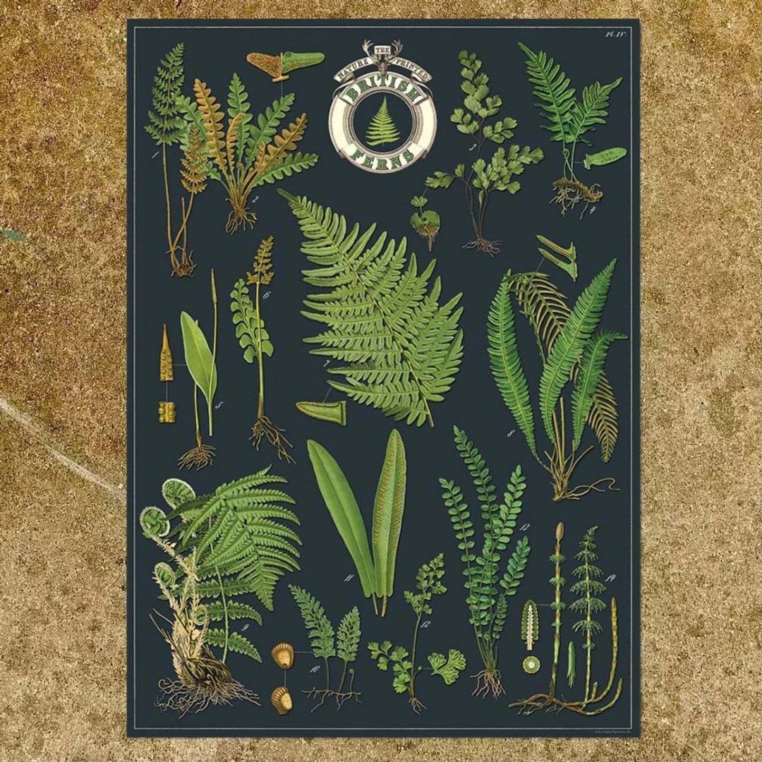 Cavallini & Co.  海报\包装纸 植物系列 (多款) - 海报/装饰画/版画 - 纸 多色
