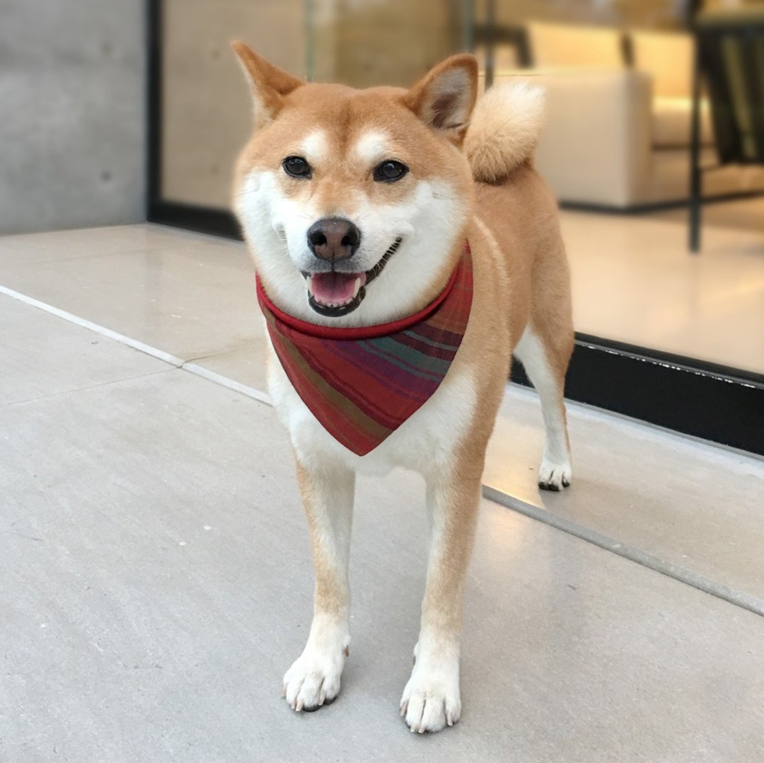 狗狗专属名领巾-定制化(中型犬)-深红条纹 - 项圈/牵绳 - 棉 红色