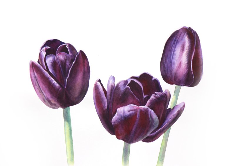 Tulip original watercolor painting by artist Irina Zhunaeva - 墙贴/壁贴 - 纸 紫色