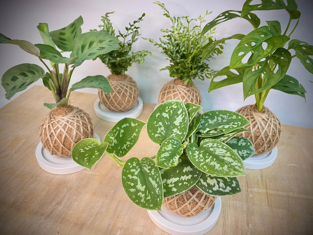 苔球与水泥底盘 - 植栽/盆栽 - 植物．花 