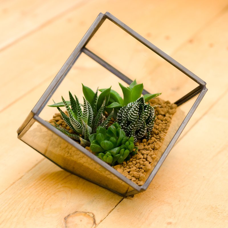 小建筑百合科  礼物开幕贺礼 - 植栽/盆栽 - 玻璃 