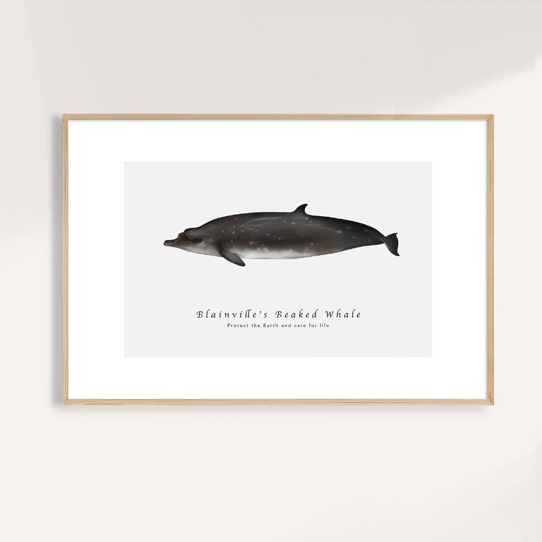 柏氏中喙鲸 Blainville's Beaked Whale / 海洋动物插画挂画 - 海报/装饰画/版画 - 纸 