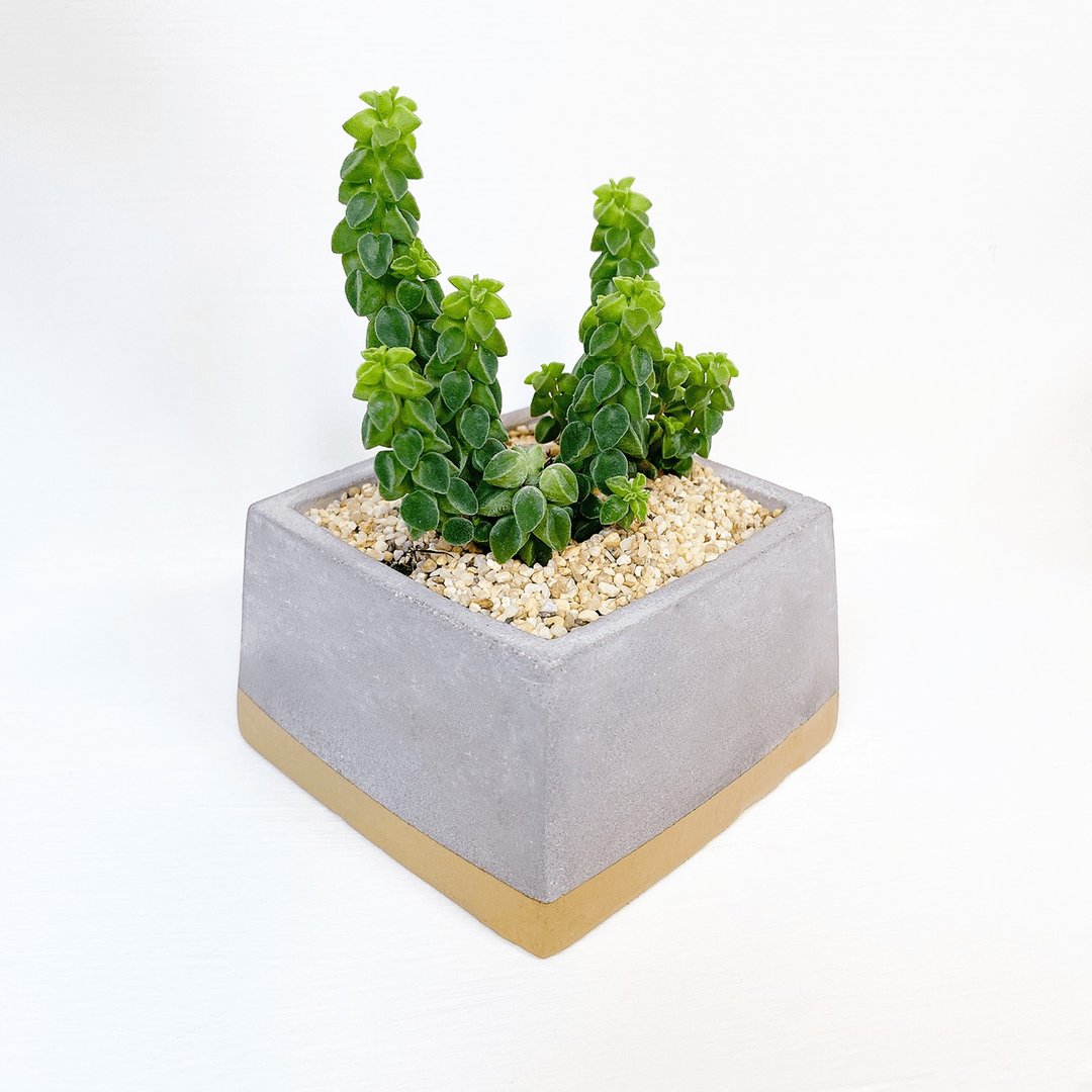 │金漆水泥植栽│ 香槟金漆浅方形水泥花器+植物 - 植栽/盆栽 - 植物．花 金色