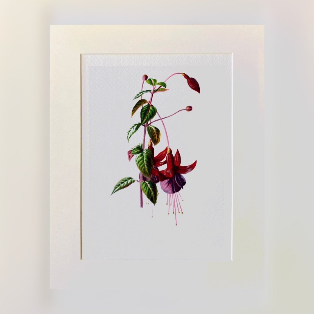 本店独立印制 - 英国20th世纪初VINTAGE - 花卉精美插画 - 海报/装饰画/版画 - 纸 红色