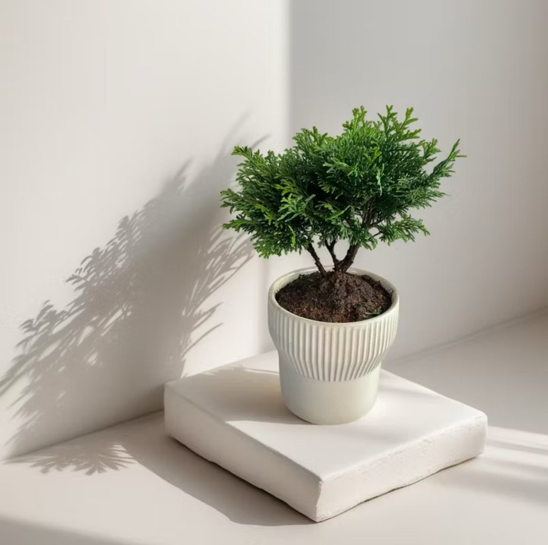 【质感观叶】扁柏/青桧桌上型盆栽 开幕新居乔迁升官送礼 - 植栽/盆栽 - 陶 