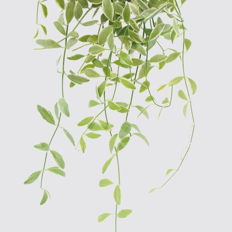 │ 犀力系列 │ 斑叶串钱藤 - 垂挂植物 水耕盆栽 陶瓷盆器 - 植栽/盆栽 - 植物．花 白色