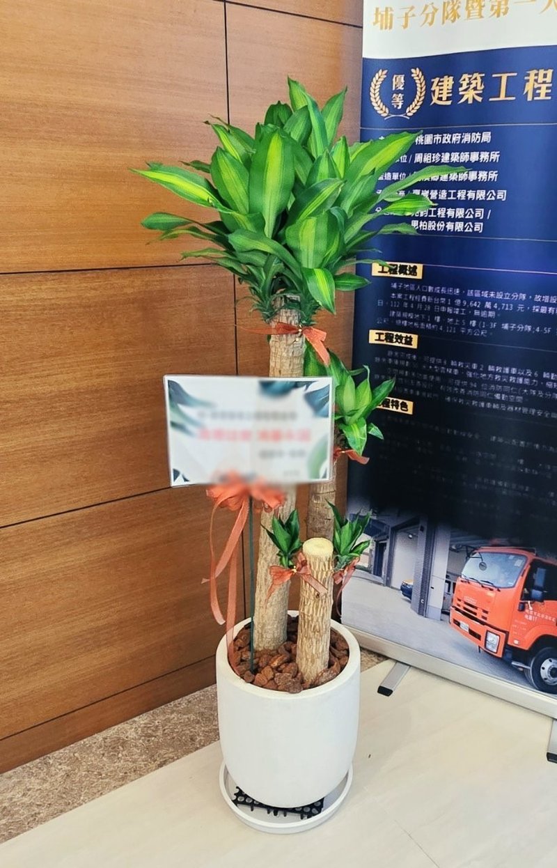 开幕送礼盆栽-巴西铁树 - 植栽/盆栽 - 植物．花 