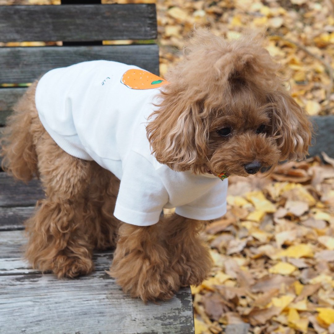 Mikan Dog's T-shirt 橘子 Tangerine - 衣/帽 - 棉 白色