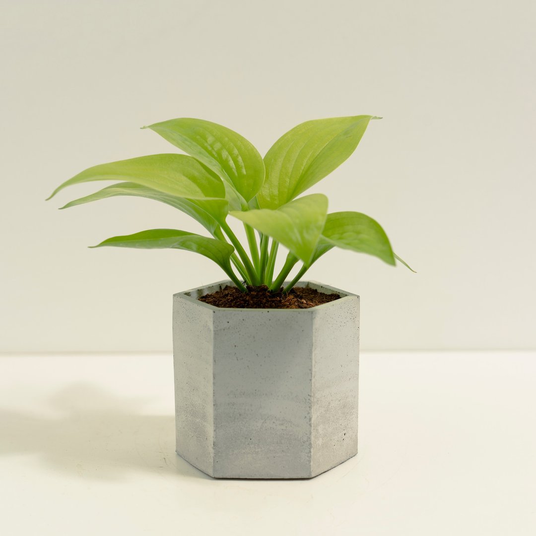 黄金玉簪│泥作系列│福所栽 - 植栽/盆栽 - 水泥 金色