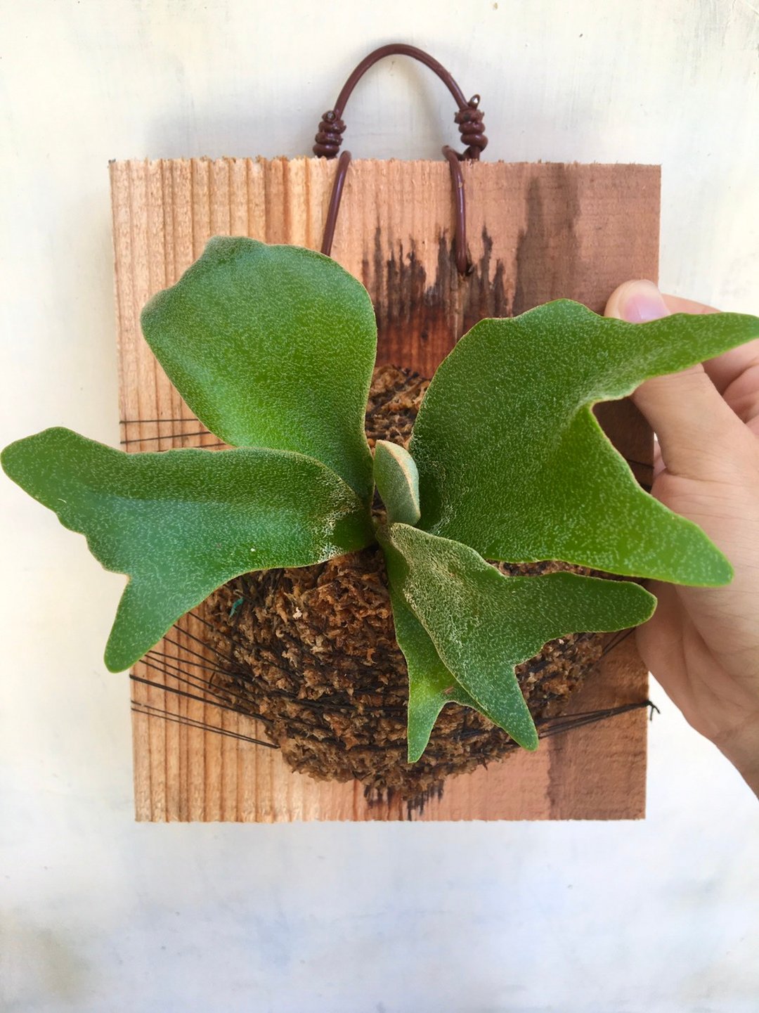 【圆顿鹿角蕨】植物上板 鹿角蕨 生日礼物 观叶植物 室内植物 - 植栽/盆栽 - 植物．花 