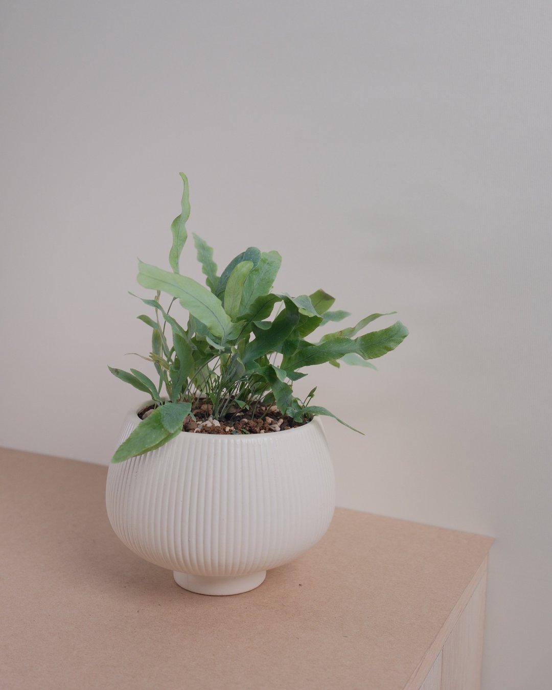 蓝星蕨 - 植栽/盆栽 - 植物．花 