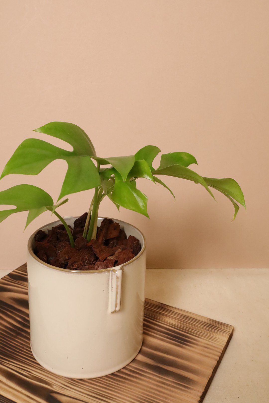 姬龟背/素白釉彩直筒陶盆 - 植栽/盆栽 - 植物．花 