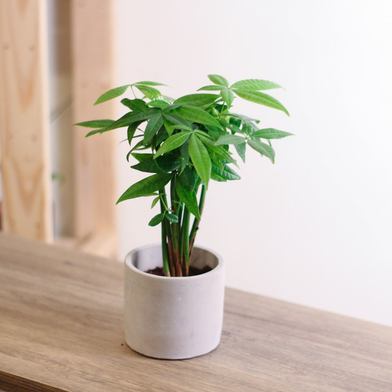 马拉巴栗盆栽 发财树 - 植栽/盆栽 - 植物．花 绿色
