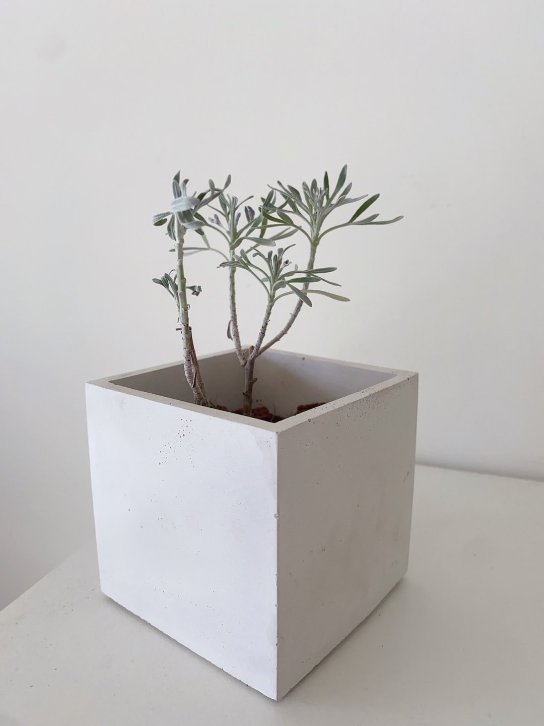 日本芙蓉 │阳台植物 桌上疗愈系 好照顾 喜光植物 观叶植物绿化 - 植栽/盆栽 - 其他材质 