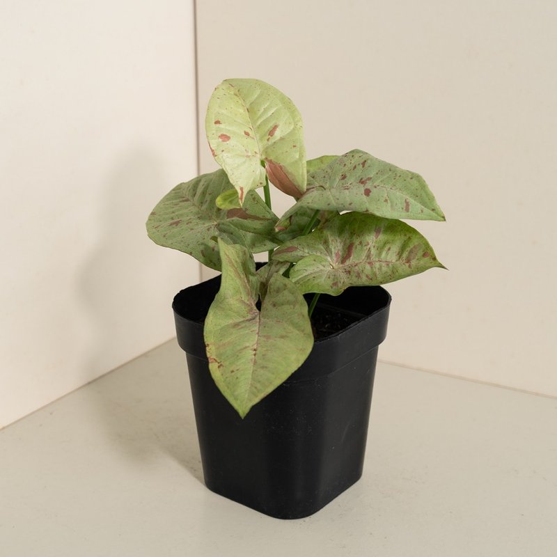 Milk 牛奶纸屑合果芋 - 植栽/盆栽 - 植物．花 