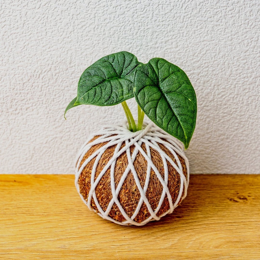 苔球植物 犀牛皮观音莲苔球 苔玉 礼物 送礼 桌上盆栽 - 植栽/盆栽 - 植物．花 绿色