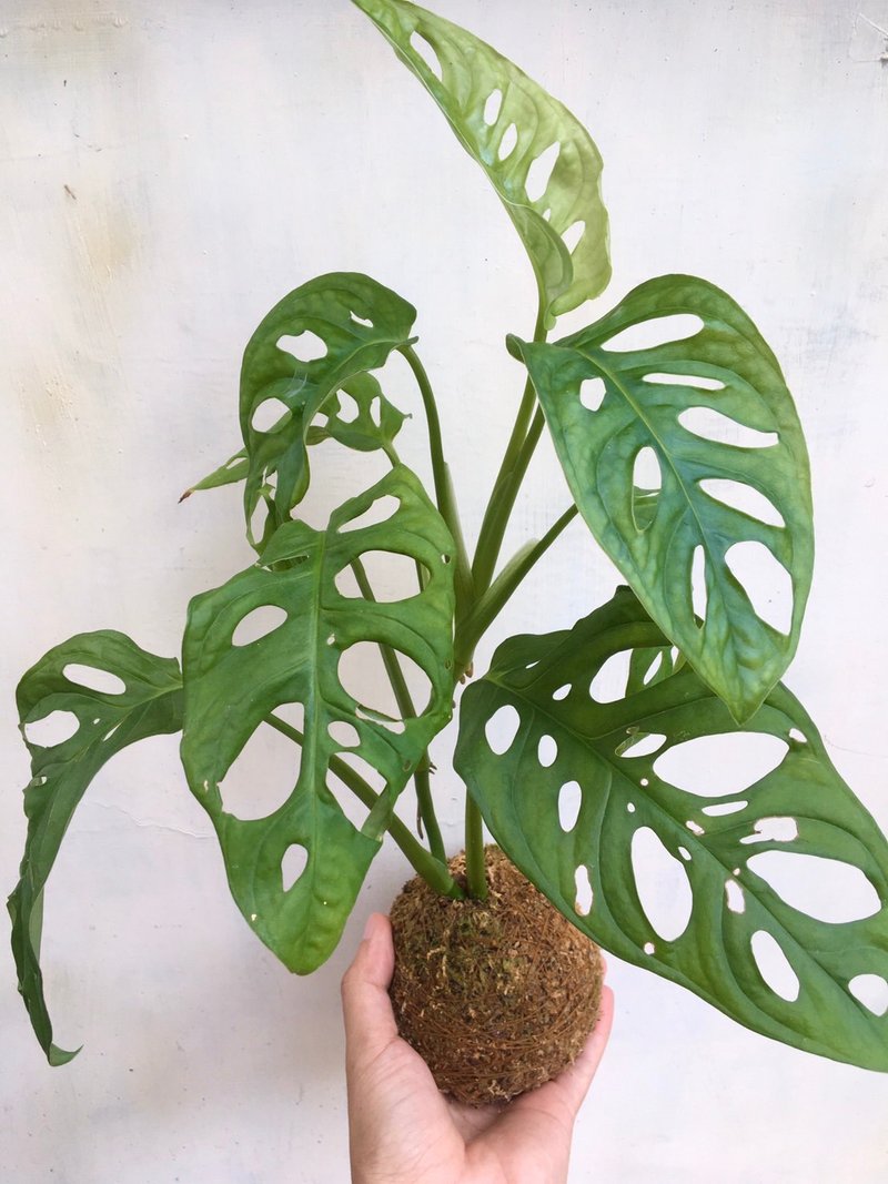 【洞洞蔓绿绒水苔球】水苔球 居家植物 观叶植物 室内植物 - 摆饰 - 植物．花 