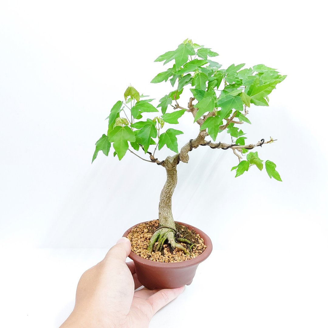 【秋冬季盆栽】小品盆栽・日本宫样枫・ミヤサマカエデ - 植栽/盆栽 - 植物．花 