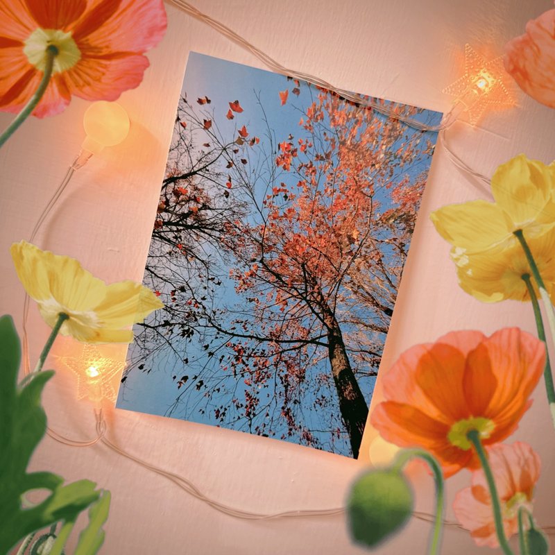 have a nice day 台湾趣明信片/酷卡/枫香树 - 卡片/明信片 - 纸 多色