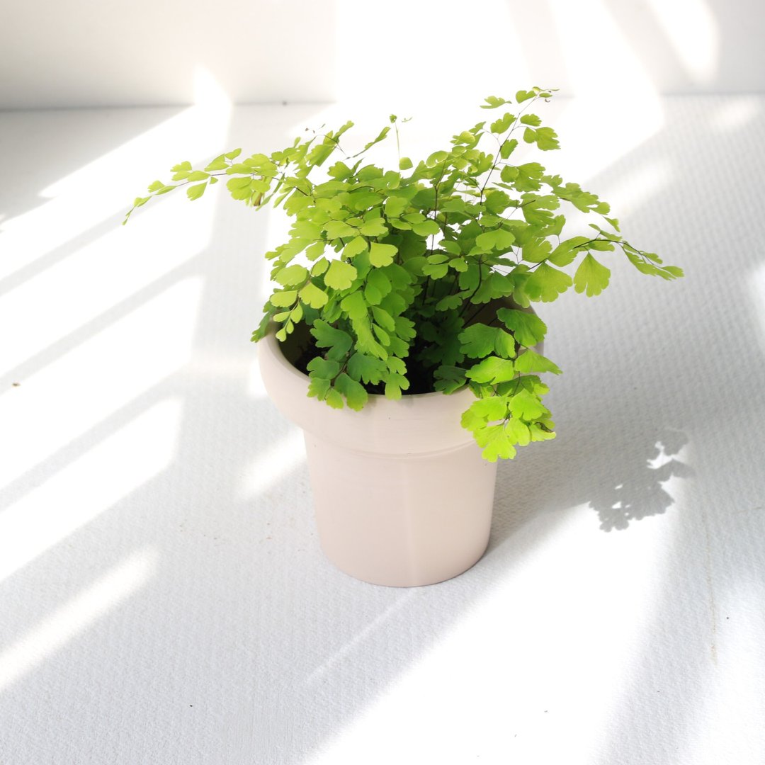 植栽 盆栽 l 铁线蕨  植物浪漫系教主 室内植物 办公室盆栽 - 植栽/盆栽 - 陶 