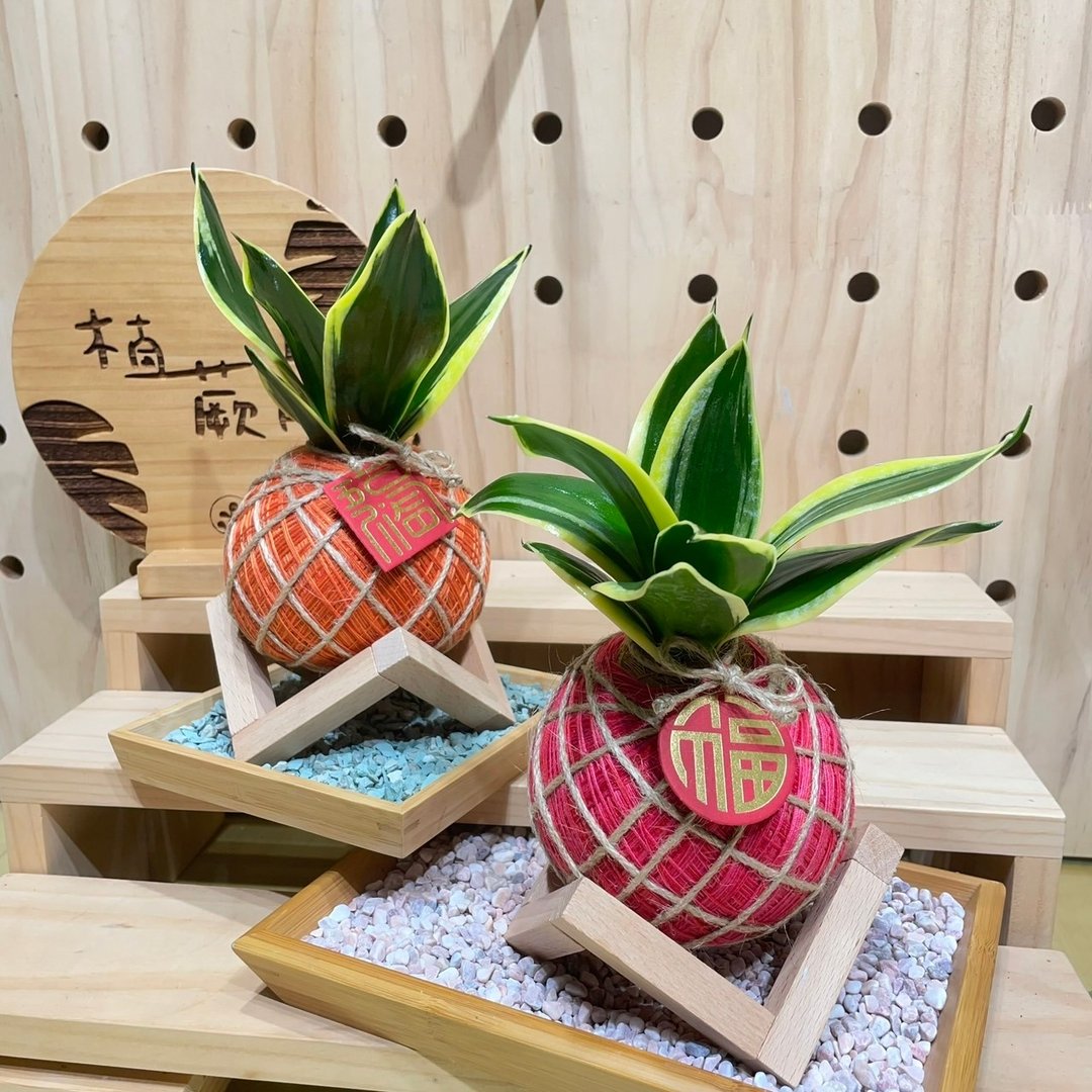 短虎尾兰 手工制作 水苔球植物 室内植物 天然空气清净机 - 植栽/盆栽 - 植物．花 