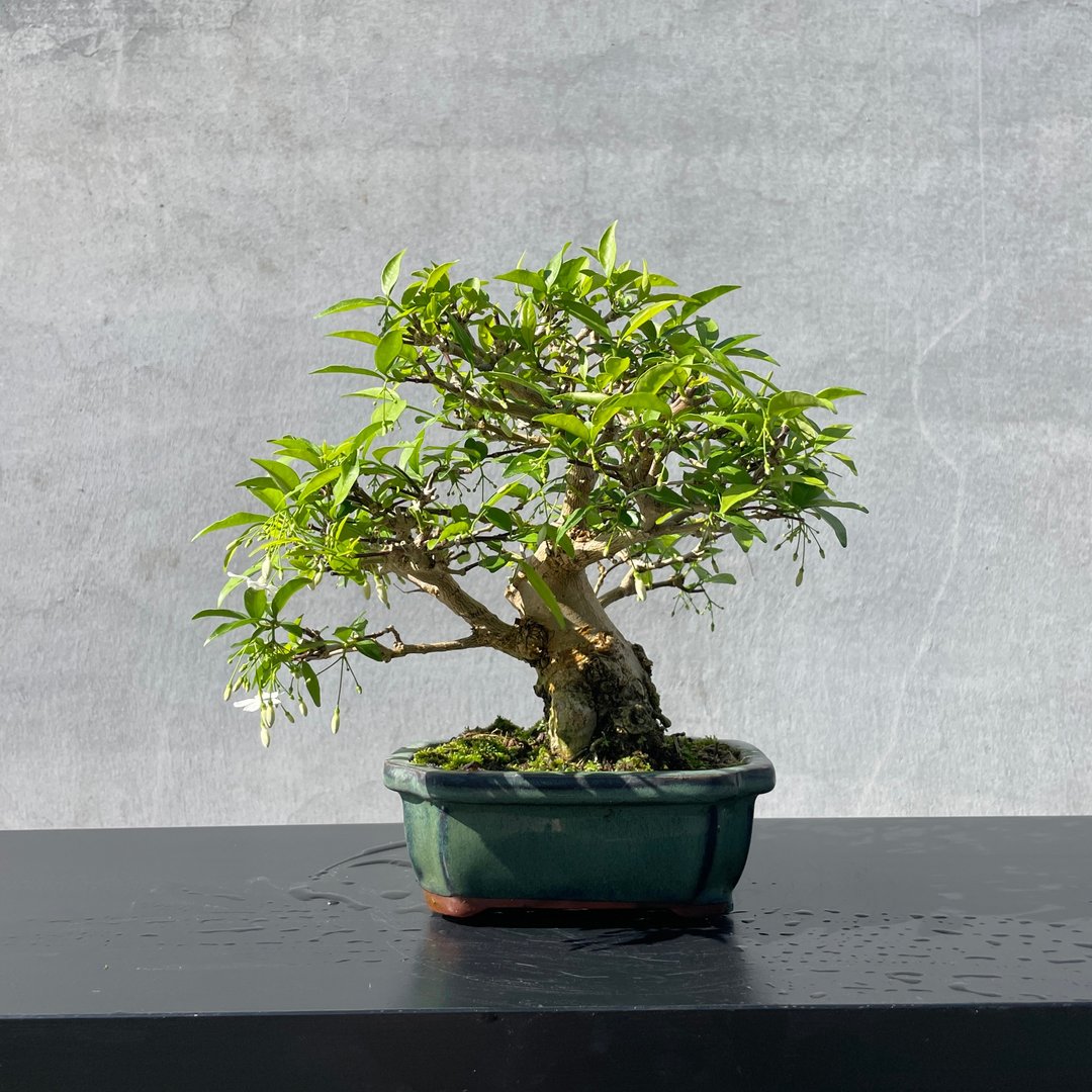 小品盆栽-香水梅 盆景 送礼 - 植栽/盆栽 - 植物．花 