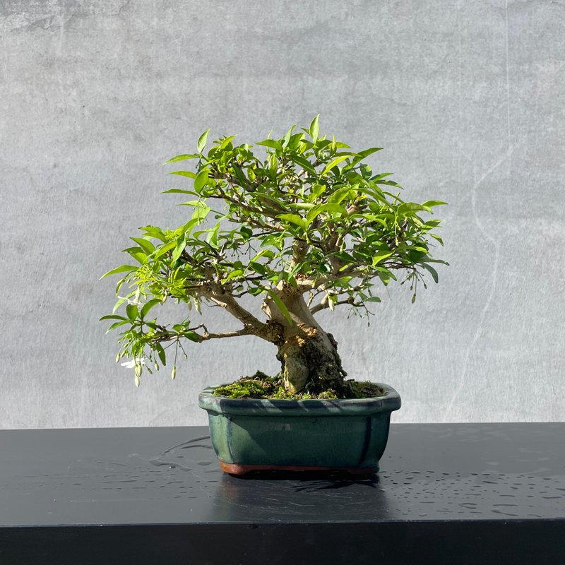 小品盆栽-香水梅 盆景 送礼 - 植栽/盆栽 - 植物．花 