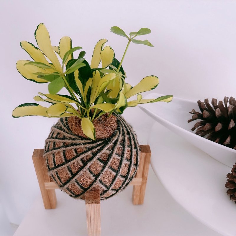 小苔球 斑叶鹅掌藤 植栽 - 植栽/盆栽 - 植物．花 