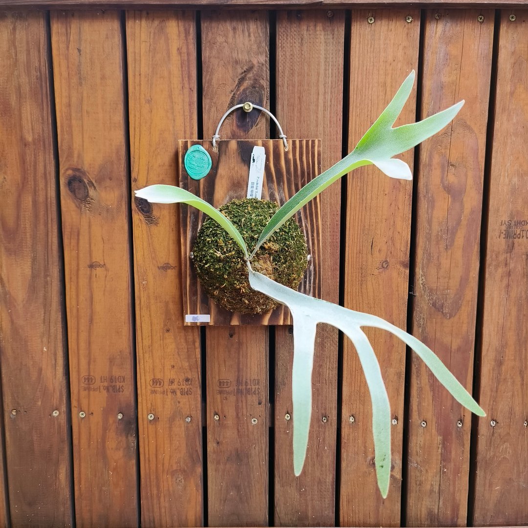 上板鹿角蕨 银鹿'柠檬' P.veitchii 'Lemoinei' 分叉细致表现 - 植栽/盆栽 - 植物．花 绿色