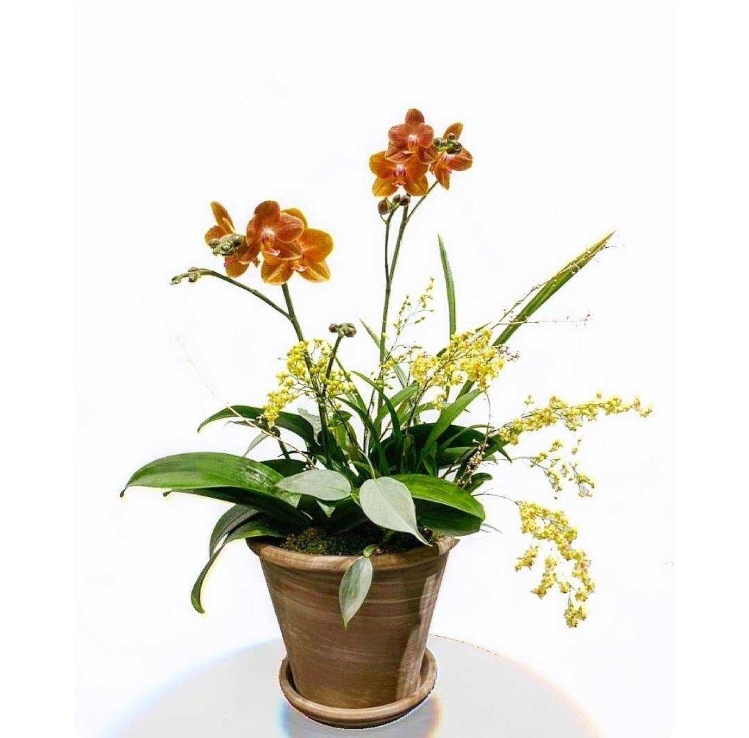 【可定制年节兰花盆栽】新年送礼 / 质感盆栽 / 兰花盆栽 - 植栽/盆栽 - 植物．花 