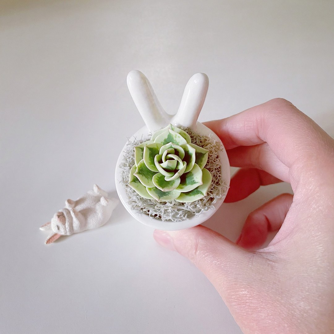 富士。仿真黏土多肉植物_兔耳白瓷盆 - 摆饰 - 粘土 绿色