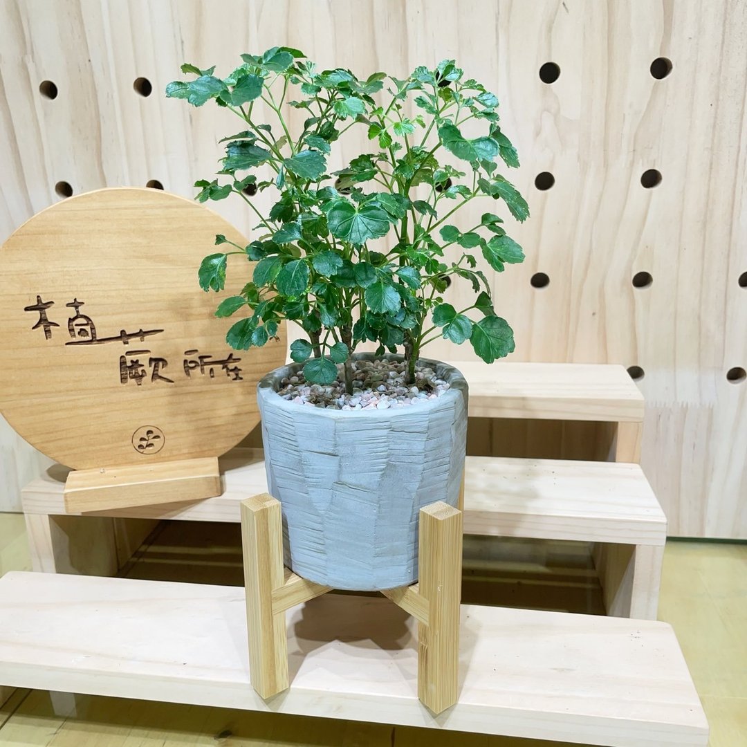 【植蕨所在】 水泥花盆盆栽多种植株搭配 水泥盆 定制化盆栽 居家 - 植栽/盆栽 - 植物．花 