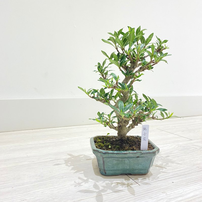 栀子花 Cape Jasmine - 植栽/盆栽 - 植物．花 