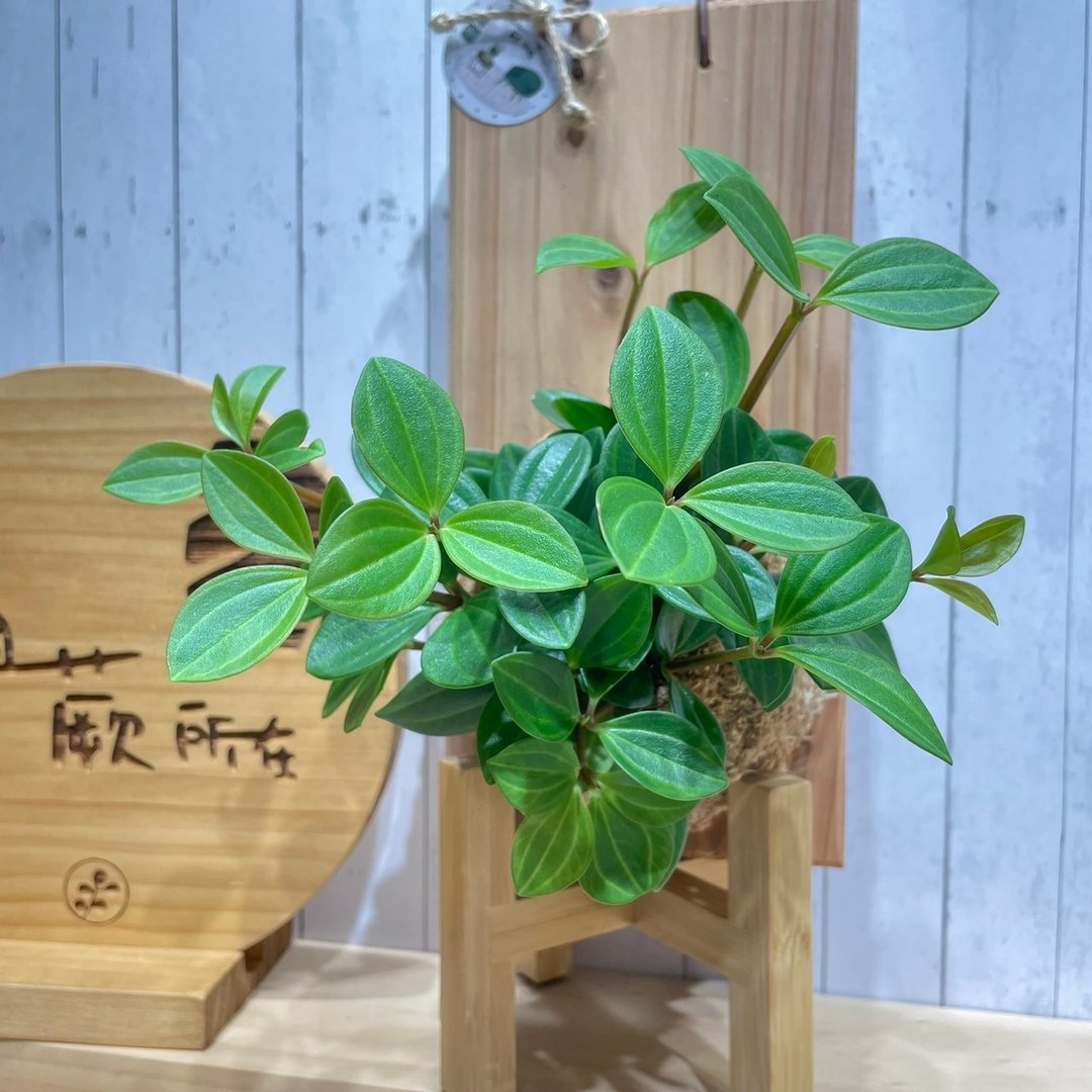 植蕨所在  翡翠椒草 水苔上板植物  上板植物 开店送礼 - 植栽/盆栽 - 植物．花 