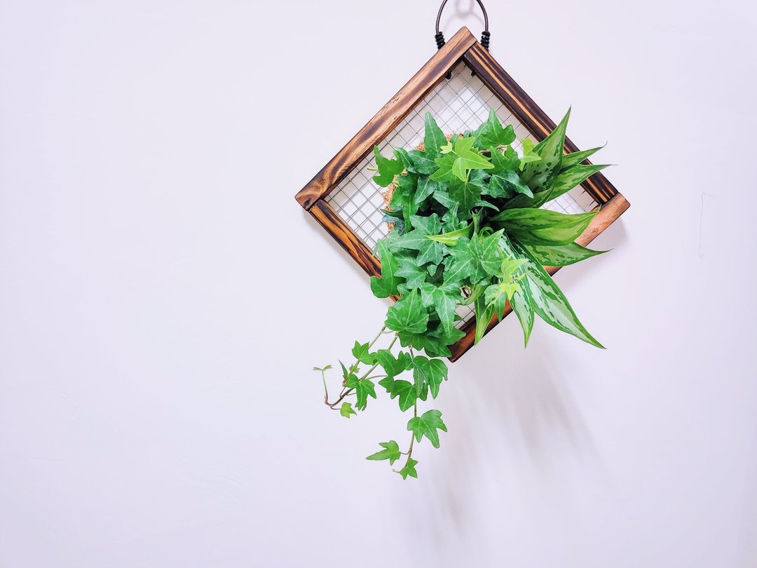 组合绿植板植│室内植物│窗边植物│观叶植物 - 植栽/盆栽 - 植物．花 绿色