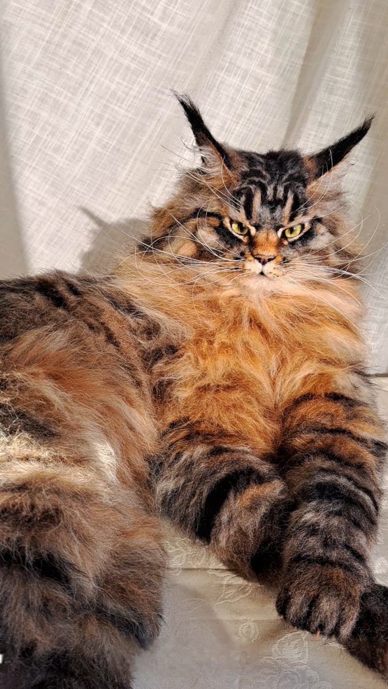 毛毡逼真的猫羊毛雕塑 - 玩偶/公仔 - 羊毛 咖啡色