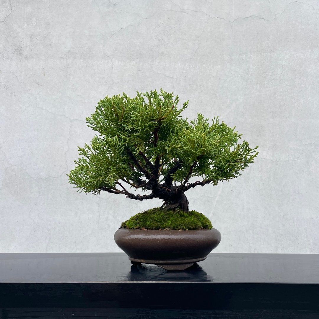 小品盆栽 - 纪州真柏  盆景 送礼 - 植栽/盆栽 - 植物．花 