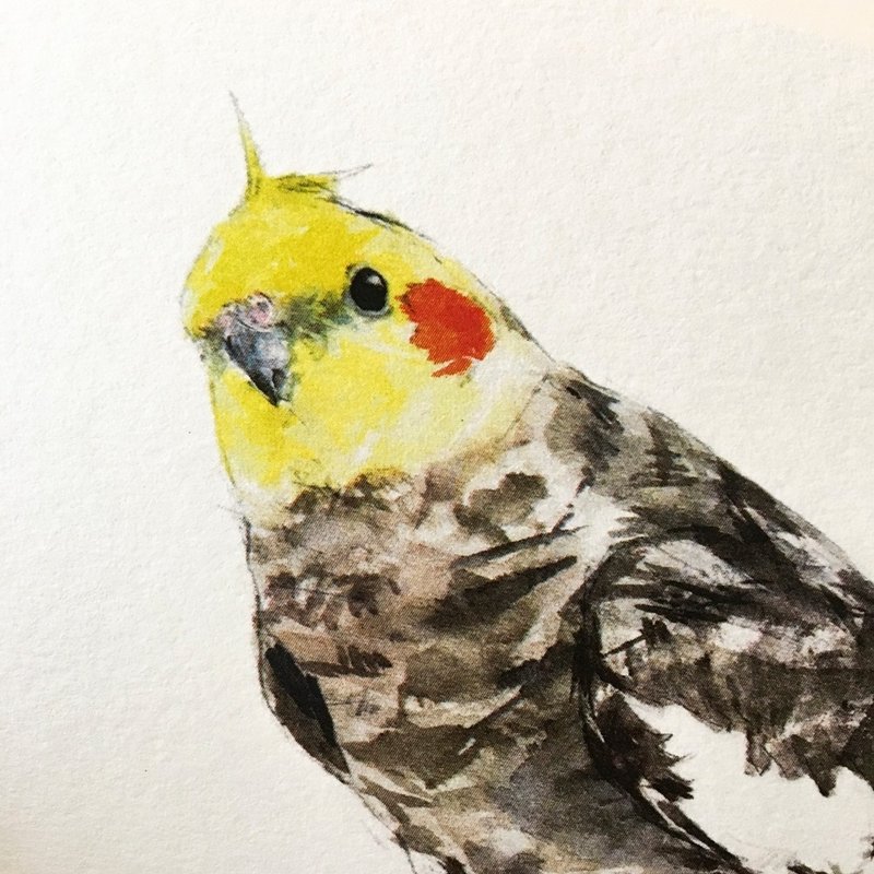 鸟·明信片·0099 - 卡片/明信片 - 纸 